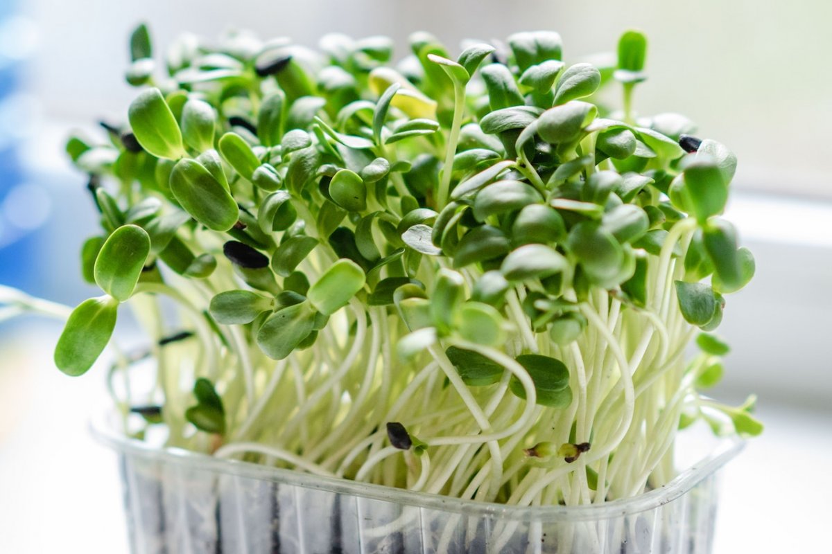 Врач назвала овощ, который снижает давление - содержит «натуральные нитраты»